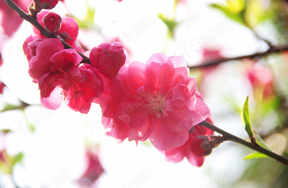 春暖花開，桂林鴻程誠邀您共賞春景！